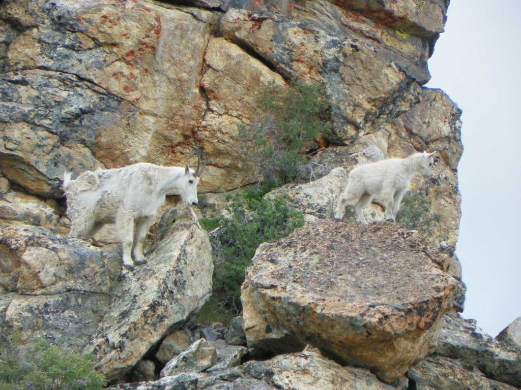 birding wildlife viewing