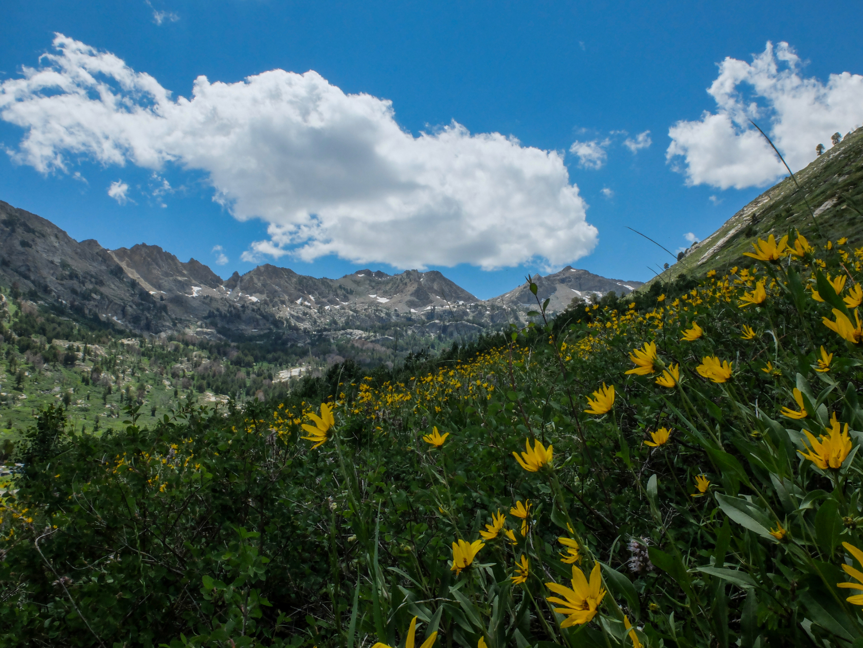 Wild Sunflowers in Lamoille