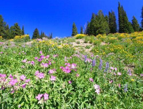 Chasing Blooms: Best Tips for Finding Wildflowers