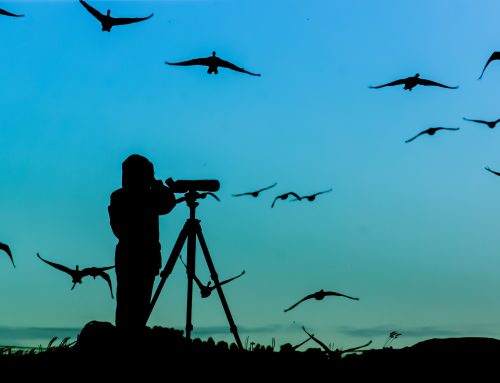 Top Birdwatching Hotspots in Elko County